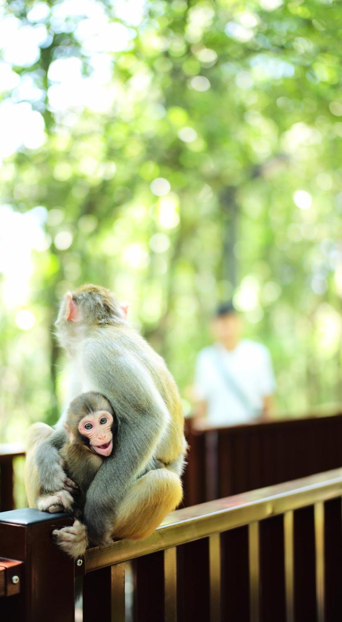 Zhangjiajie National Forest Park Camping Ngoại thất bức ảnh